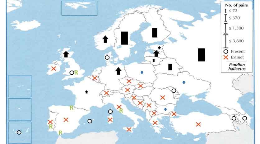 Osprey distribution