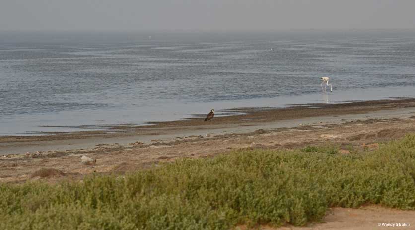 Osprey and flamingo Banc d'Arguin by Wendy Strahm