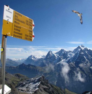 Balbuzard au-dessus des Alpes, 5 septembre 2010 (photo Denis Landenbergue & Wendy Strahm, recadrée pour montrer l'oiseau sur fond de la Jungfrau, du Mönch et de l'Eiger).