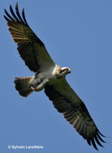 Osprey carrying fish by Sylvain Larzillière