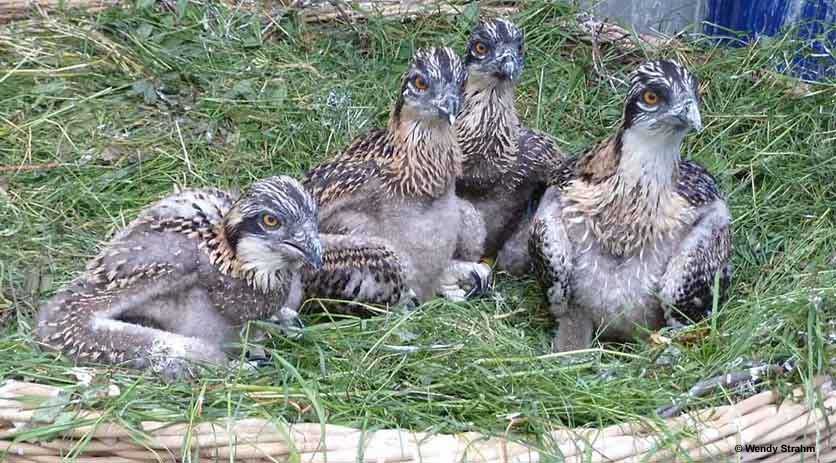 Poussins balbuzards