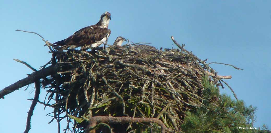 Osprey nest