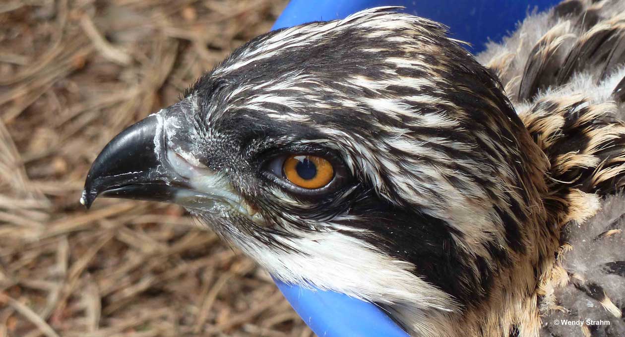 Osprey chick being weighed