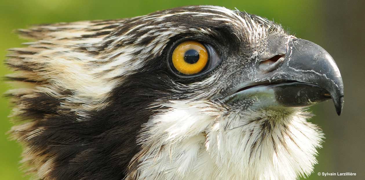 Osprey portrait Sylvain Larzillière