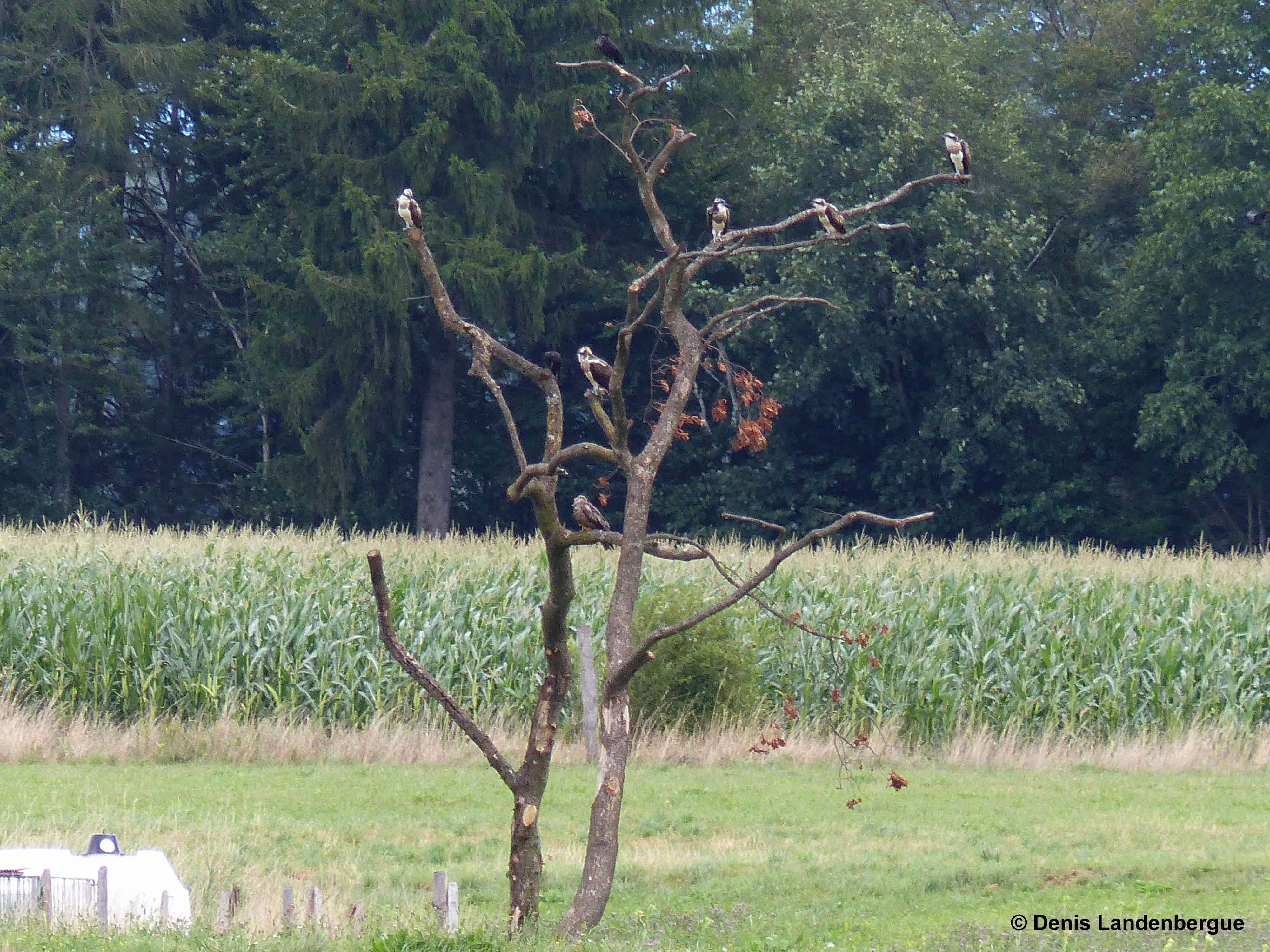 Five recently released Ospreys at the release site 15 August 2015