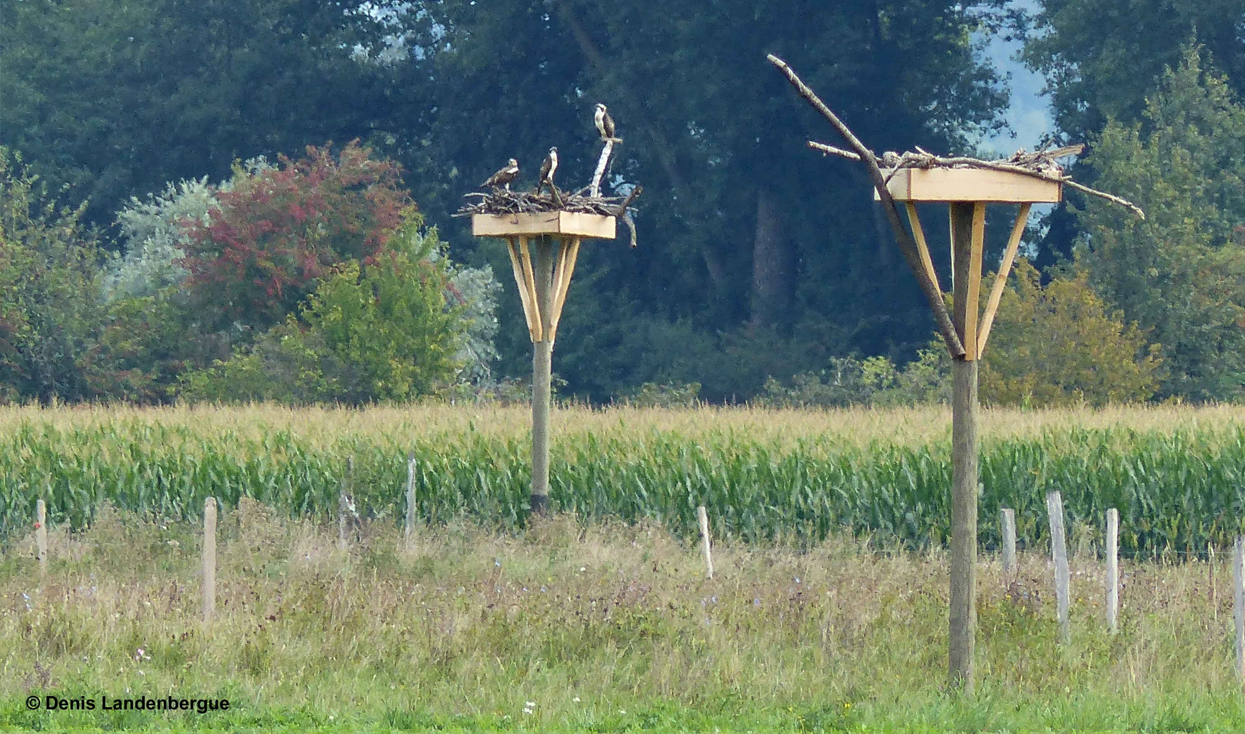 Trois Balbuzards sur un nid artificiel 3 septembre 2015