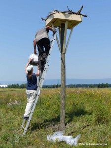 Building nest1 Michel Beaud and Wendy Strahm