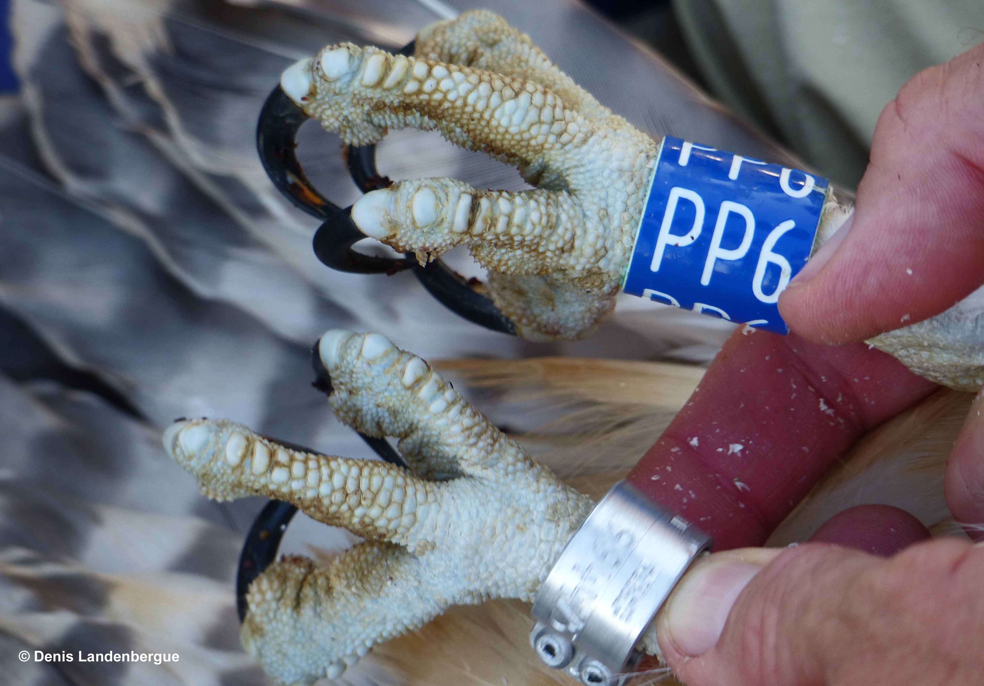 Metal and colour Osprey rings