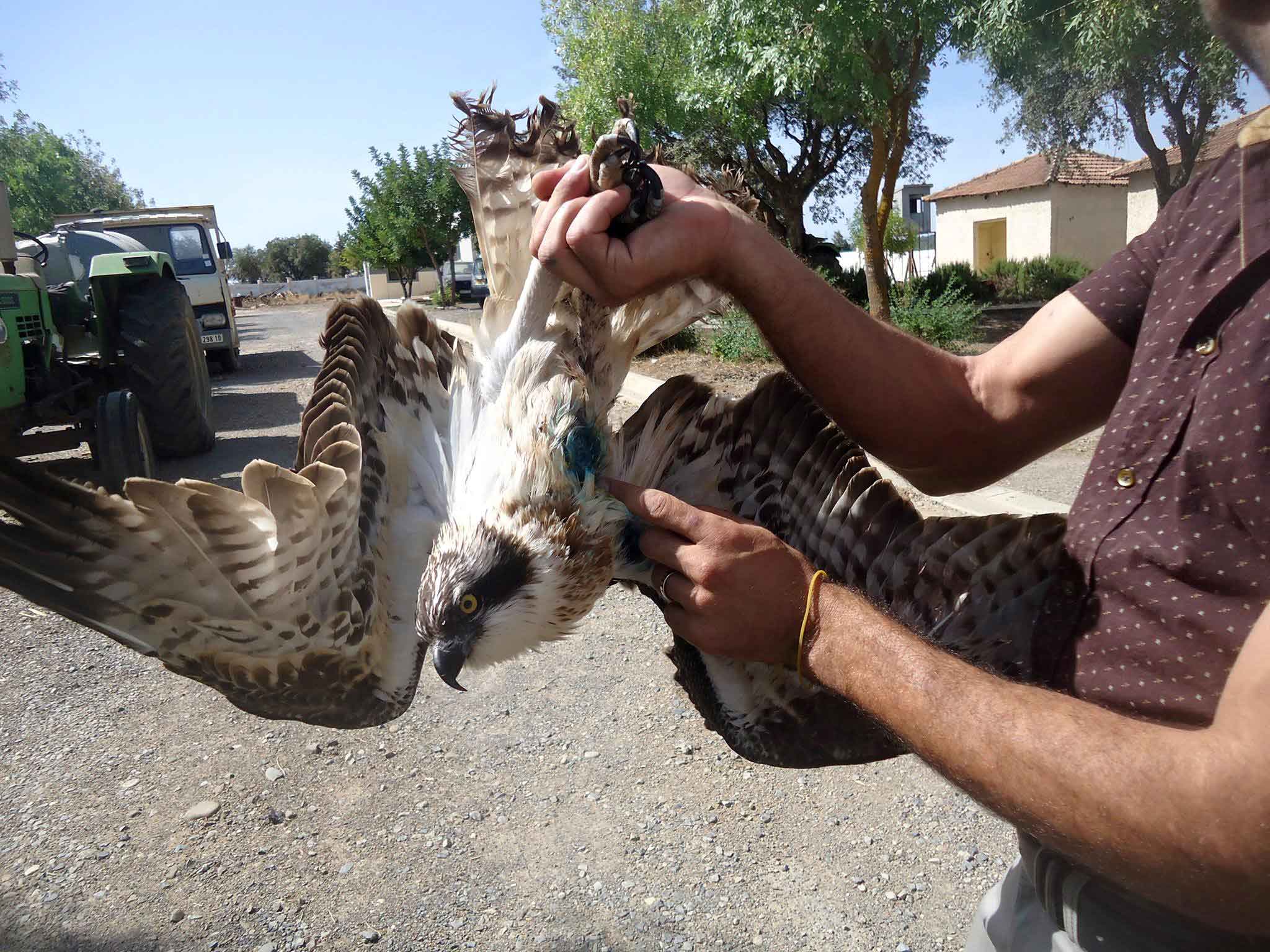 Toufik Brahimi and PP5 our young male Osprey following his operation.