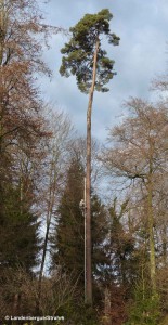 Escalade sur un pin sylvestre par Pascal Grand