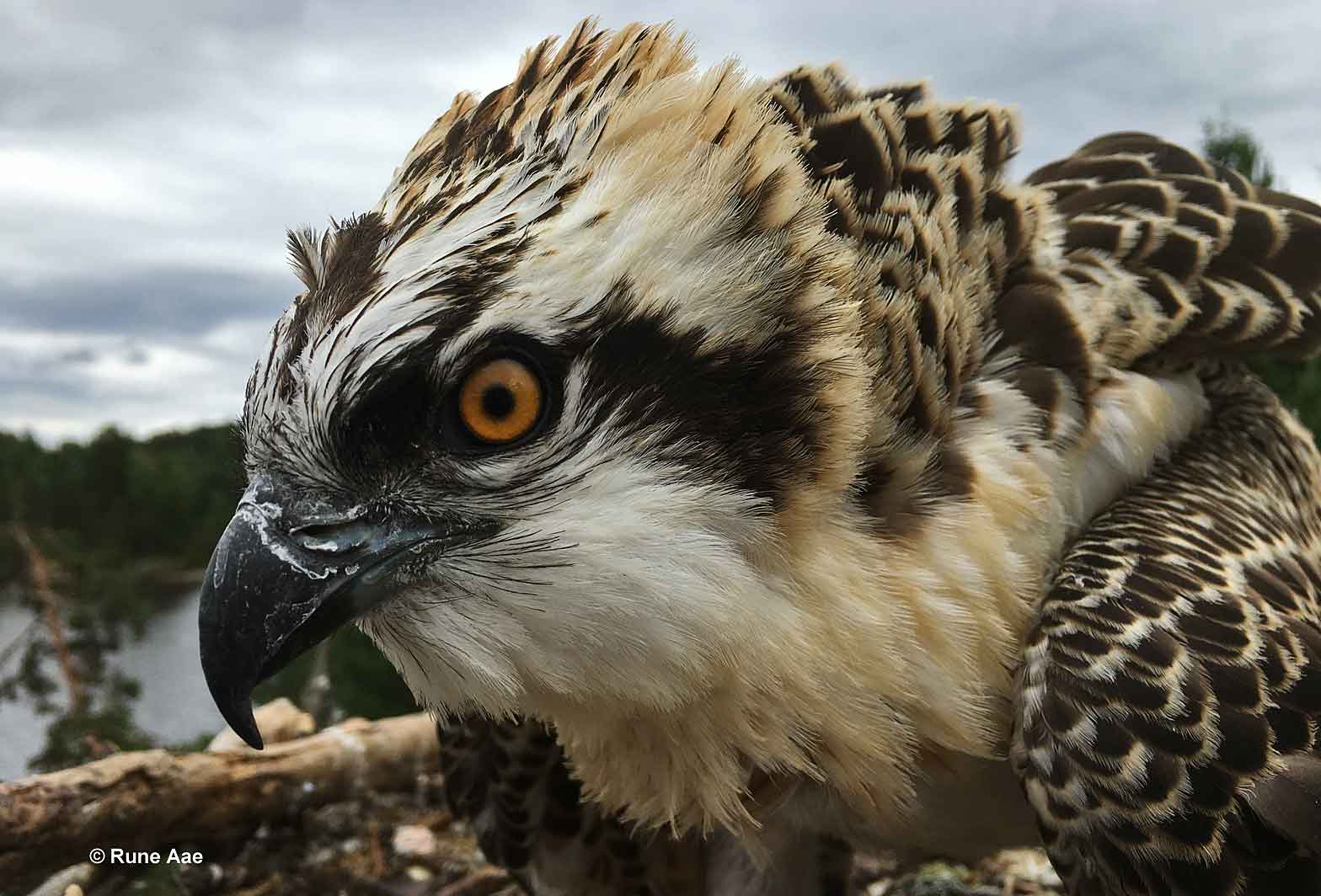 Balbuzard en Norvège