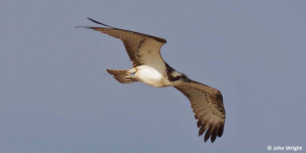 Swiss Osprey with transmitter Langue de Barbarie