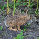 Alfred the hare