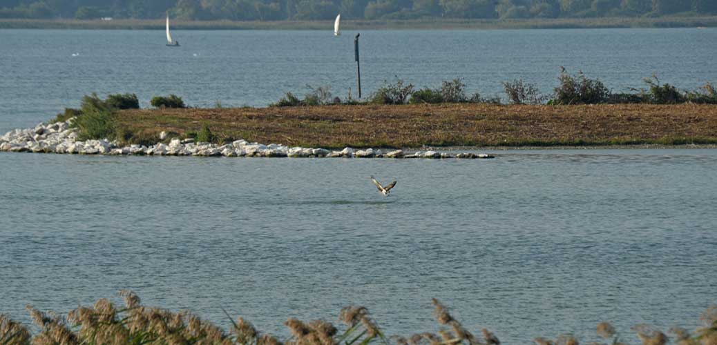 Osprey fishing at Fanel sep16