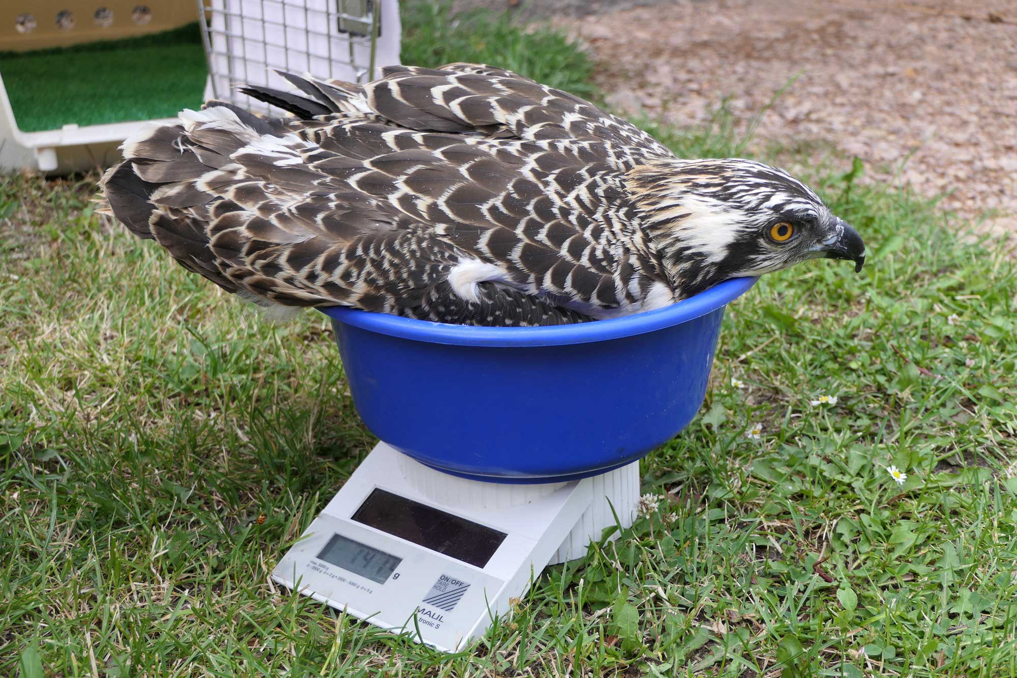 Weighing an Osprey chick in Germany