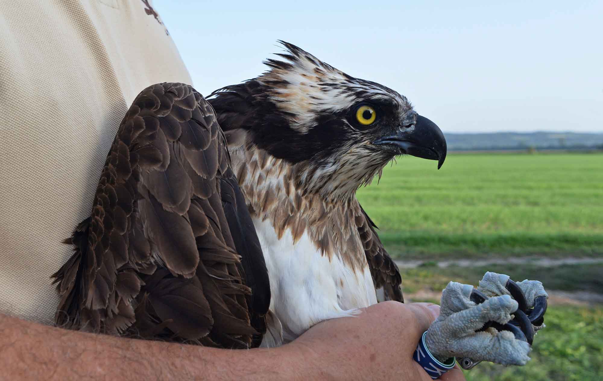 KF7 rescued adult female Osprey