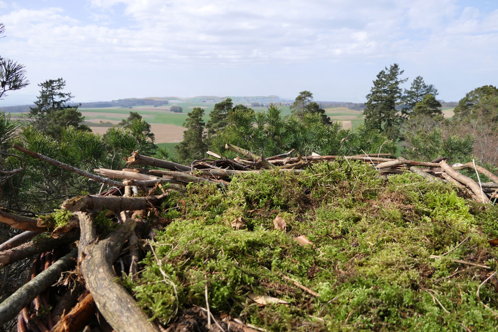 Osprey nest from top