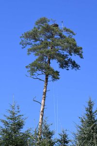 Osprey nest B2