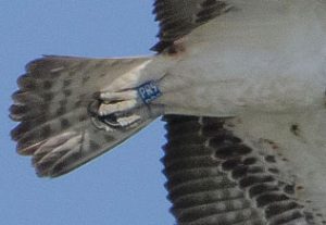 Blue Ring Swiss Osprey