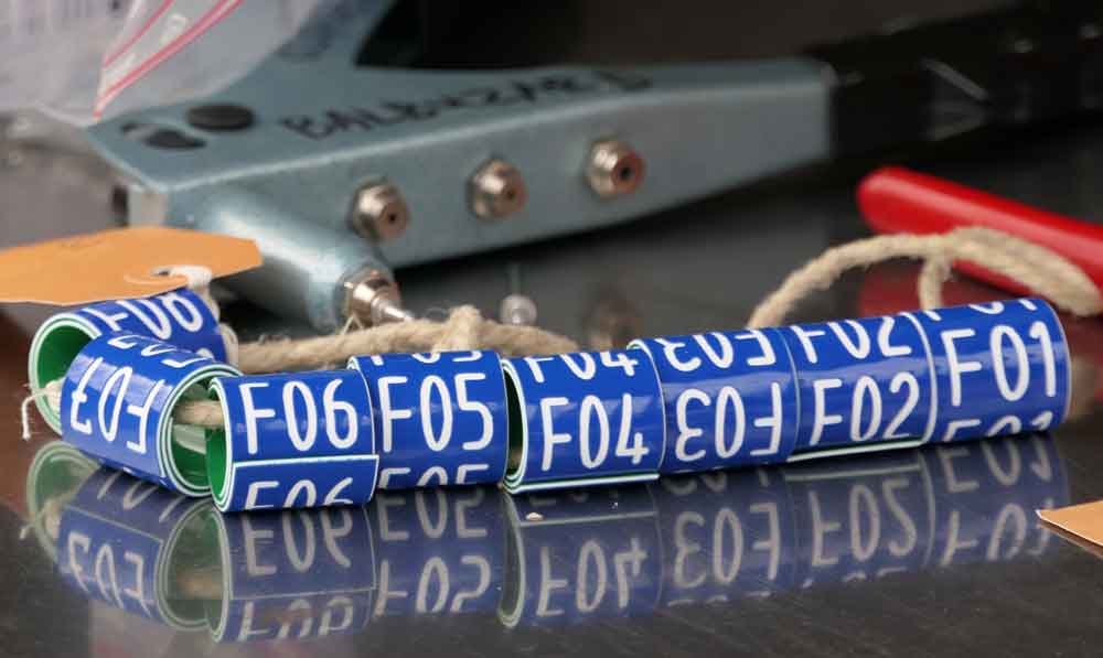 Blue Osprey rings