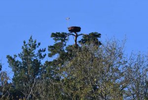 Osprey nest platform