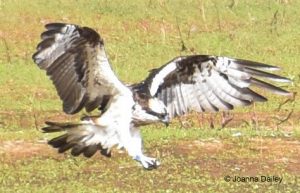 Osprey Flamme KF6 in the Gambia