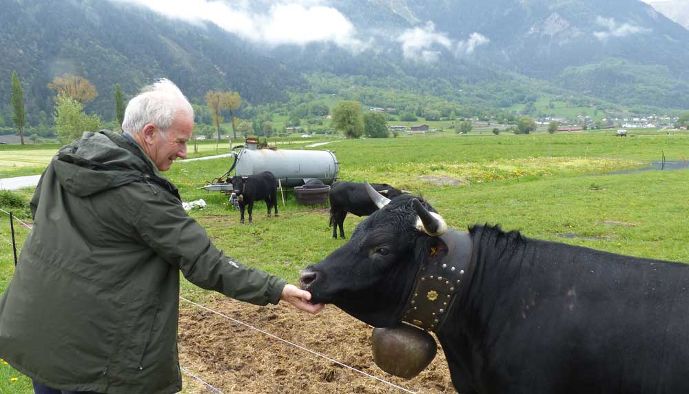 Roy Dennis avec Vache d'Hérens