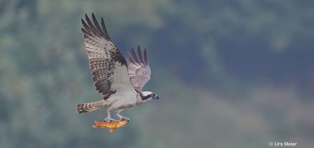 Osprey with goldfish