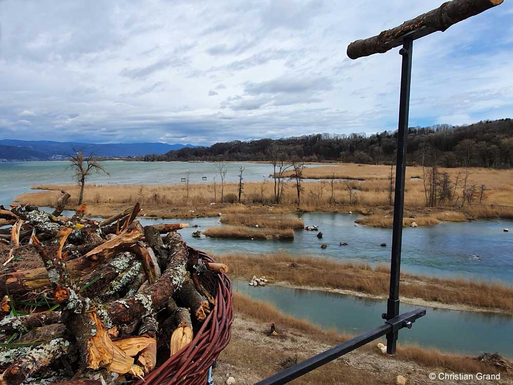 Osprey nest at Hagneck