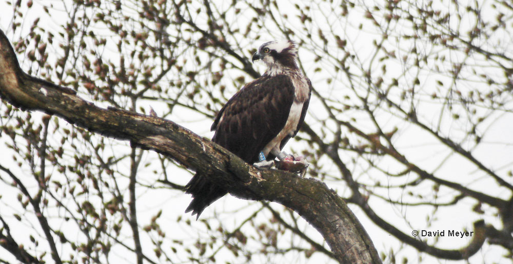 Mouche PS4 an Osprey in Moselle