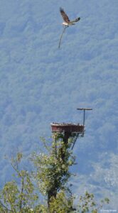 Le Balbuzard Arthur F12 avec une grande branche à Hagneck, Suisse