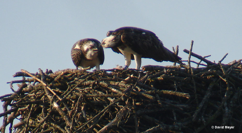 The Osprey Mouche feeding her chick in Moselle