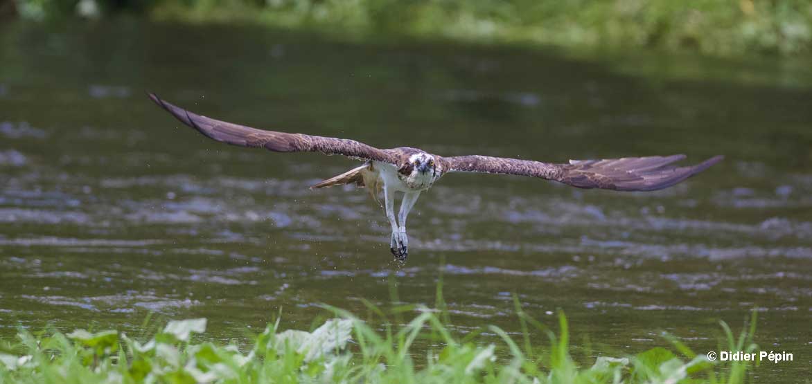 Ringed Osprey on the Doubs River
