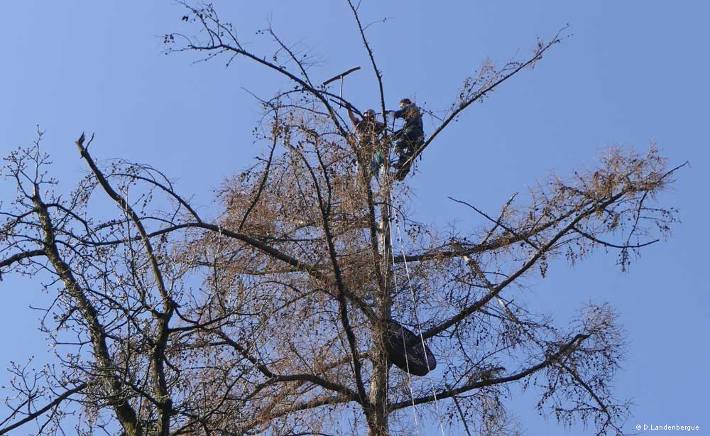Osprey nest platform on Larch with Christian Grand and Pascal Grand