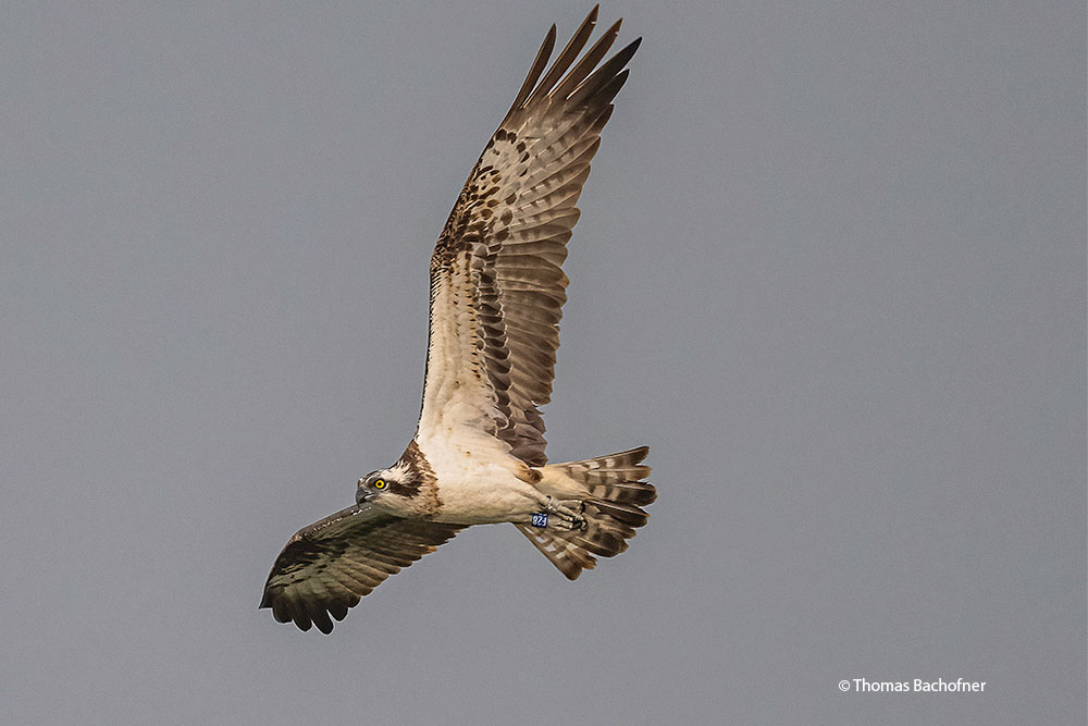 Osprey Olympe F28 at Fanel Nature Reserve