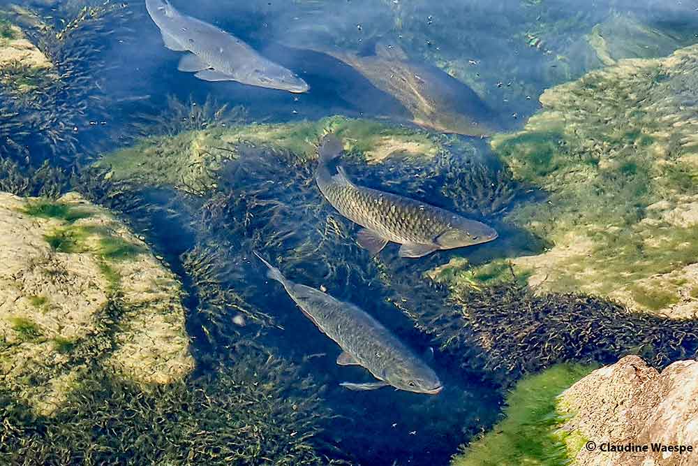 poissons Lac Morat pour Balbuzard pêcheur