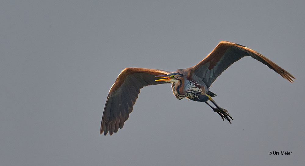 Héron pourpré Ardea purpurea par Urs Meier