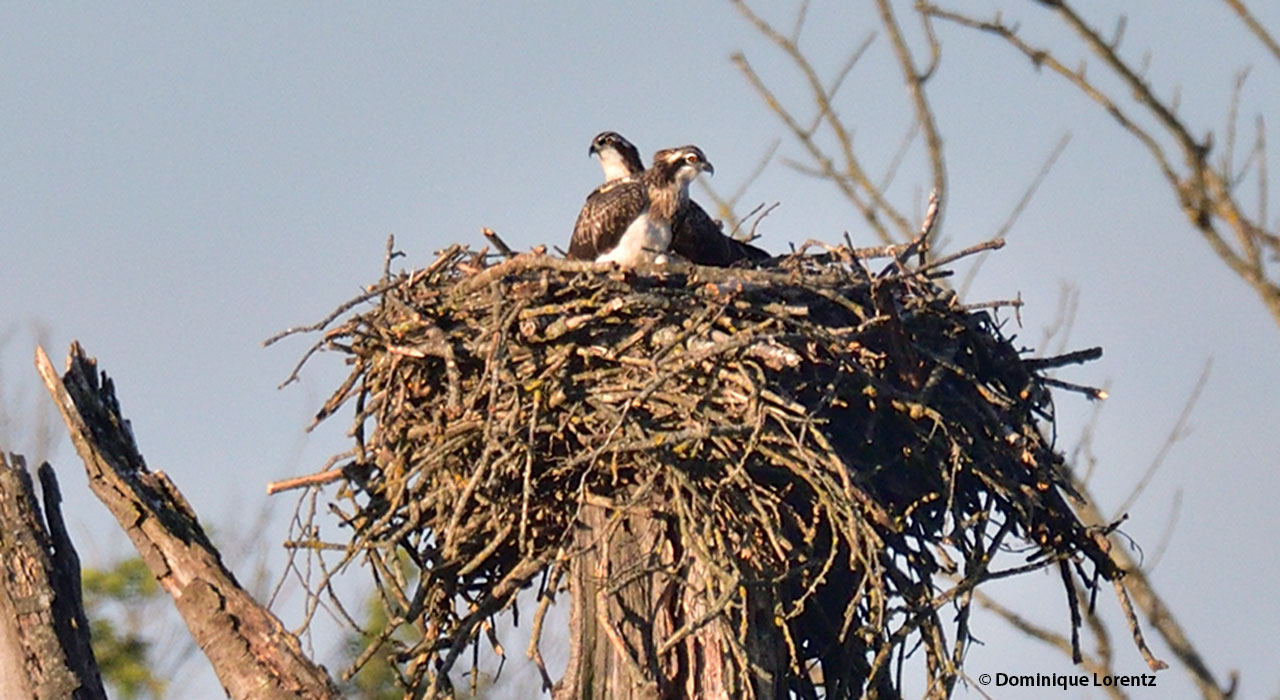 Two Osprey chicks of Mouche and AM06 on a nest in Moselle