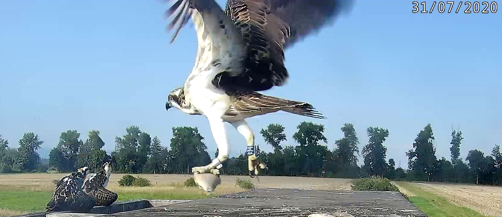 Racine F29 a young Osprey released in Switzerland collecting fish