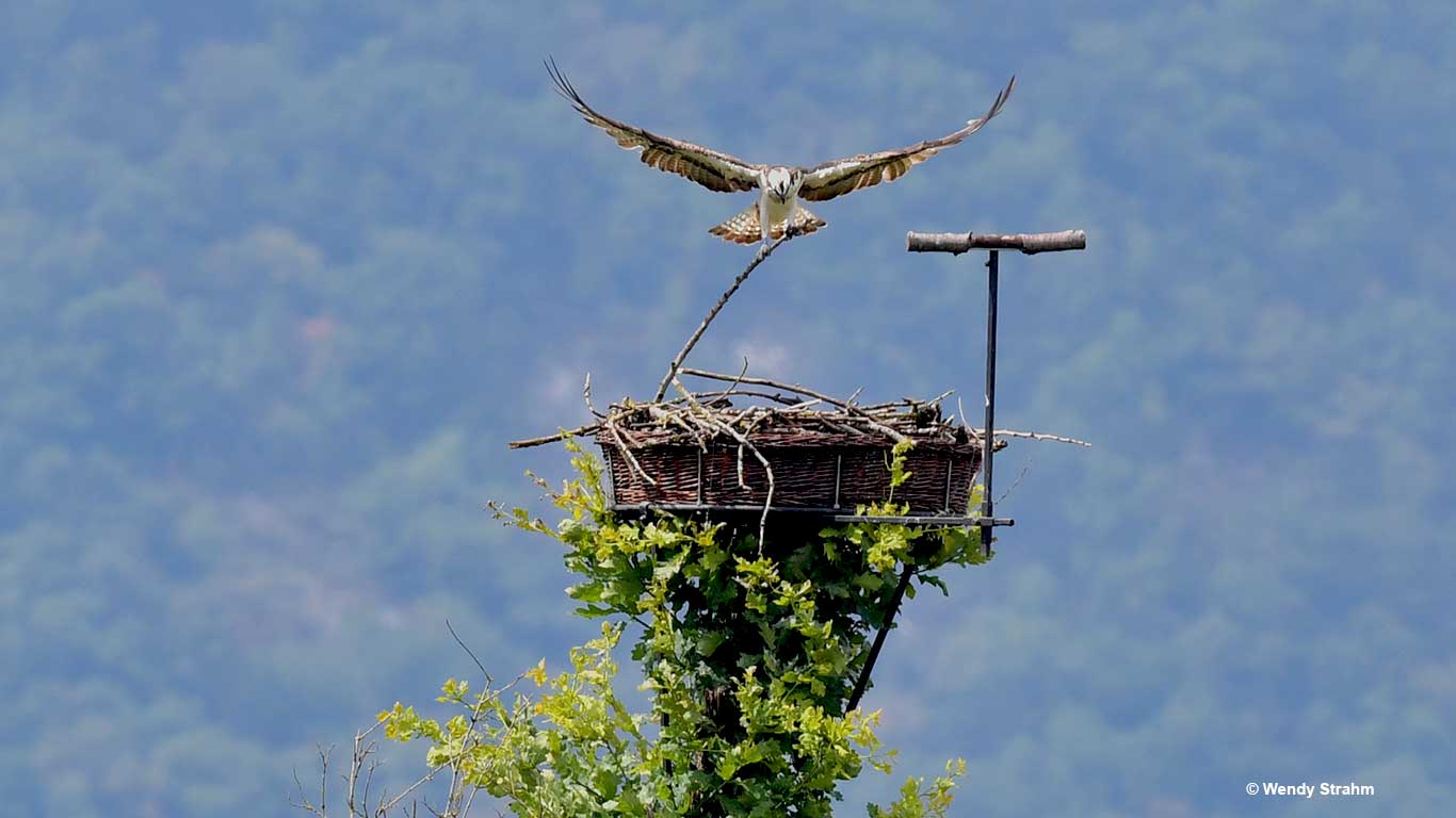 Arthur building his nest at Hagneck, Lake of Bienne, Switzerland