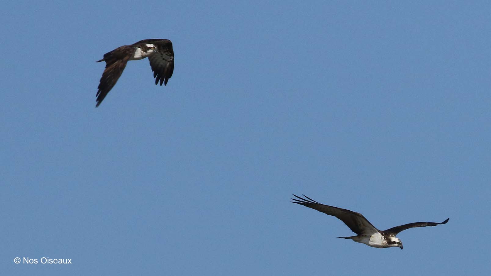 Deux Balbuzards en vol nuptial en Suisse