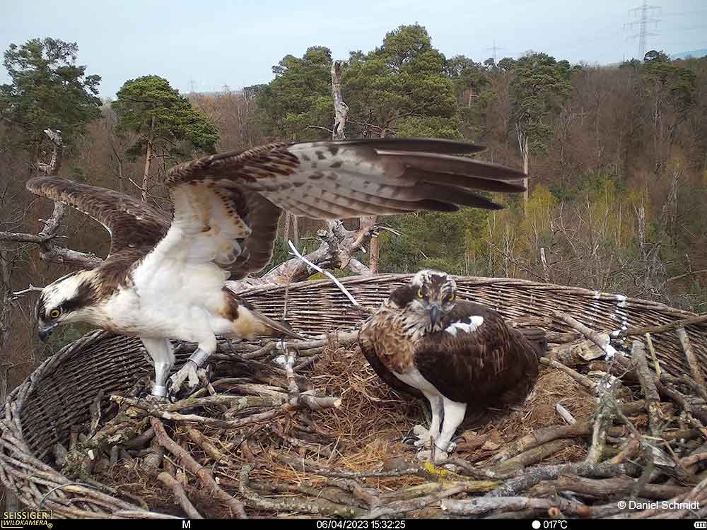 Osprey pair Chronos (ex-PS9) and her partner on nest platform just before laying her first egg.