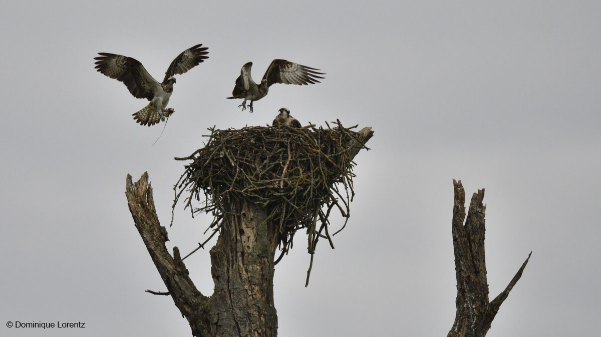 Mouche, AM06 and the last Osprey chick in the nest in Moselle, France