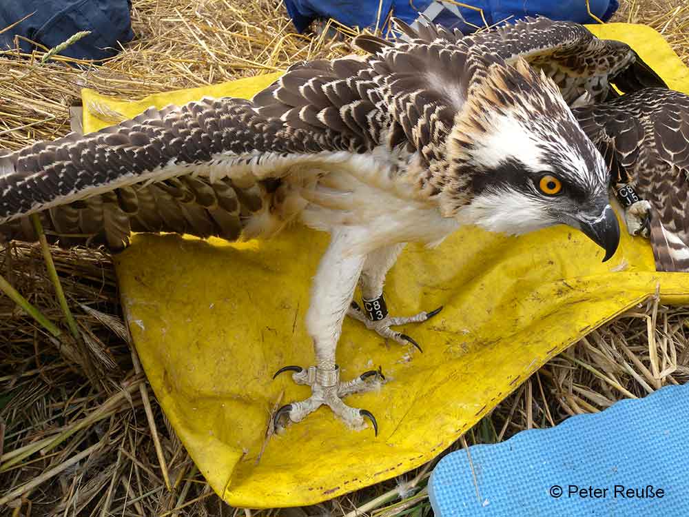 Ringing a young Osprey CJ83 at Sachsen, Germany by Peter Reusse