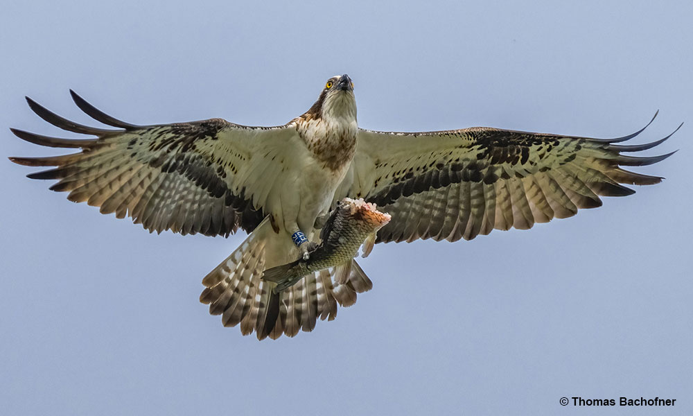 Arthur F12, male osprey in all his splendour in Switzerland, by Thomas Bachofner