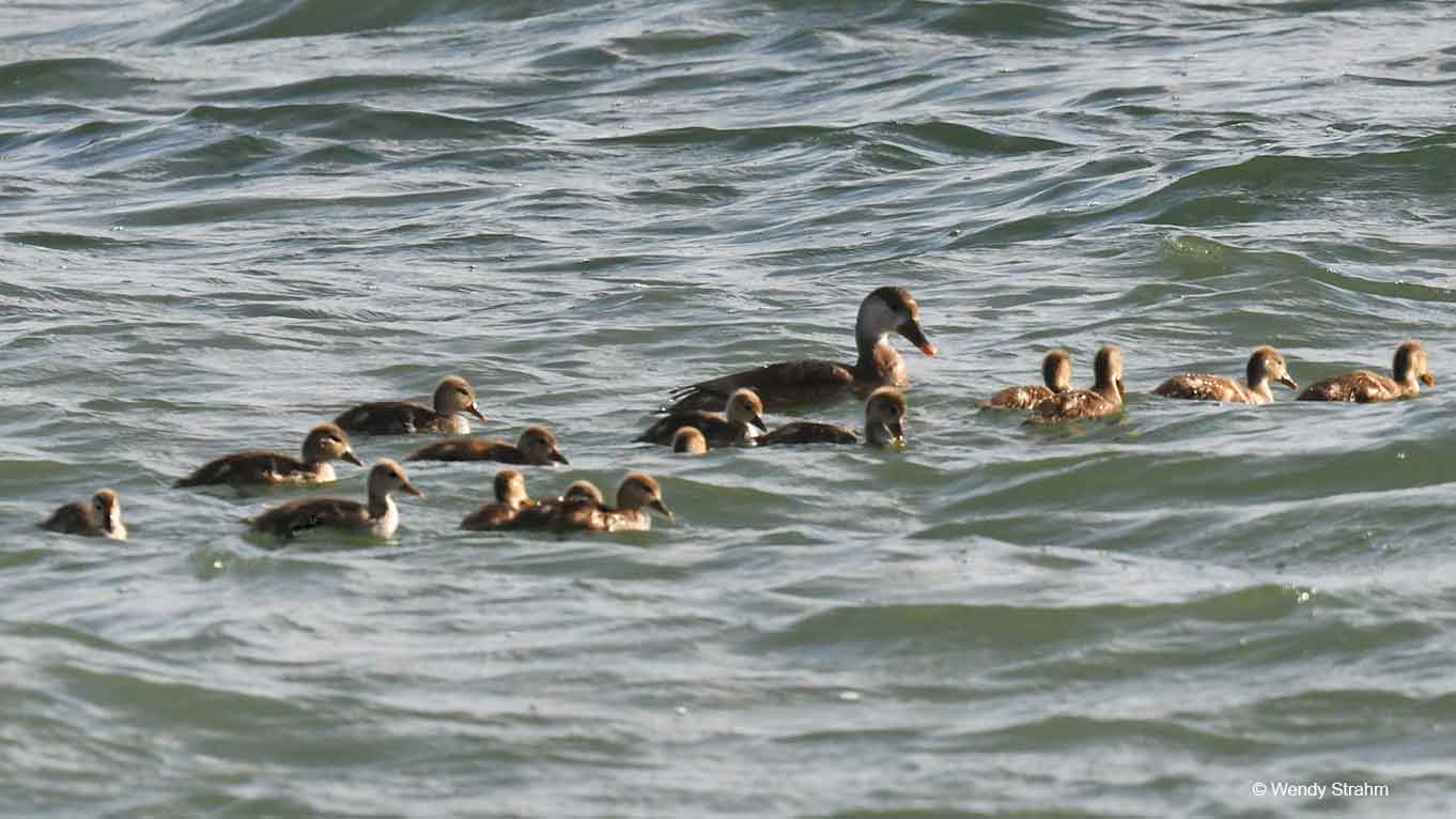 Nette rousse Netta rufina femelle avec 15 poussins