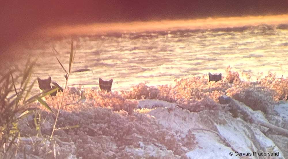 Chats sauvages Felis silvestris pendant la Matinée Balbuzard par Gervais Pradervand