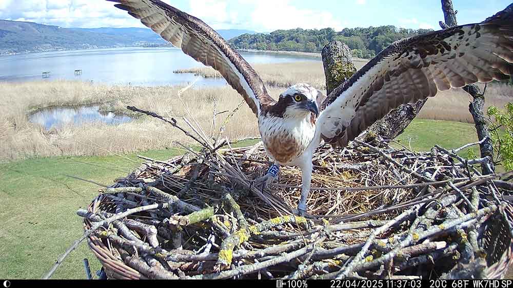Le Balbuzard Arthur F12 sur un de ses plateformes de nid à Hagneck, Bern, Suisse le 25 avril 2025